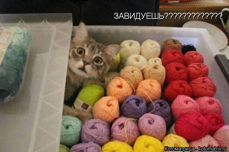 Котоматрица: ЗАВИДУЕШЬ?????????????