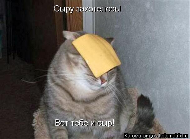 Котоматрица: Сыру захотелось! Вот тебе и сыр!