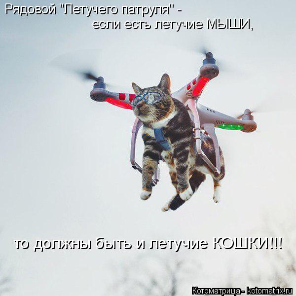 Котоматрица: Рядовой "Летучего патруля" -   если есть летучие МЫШИ,  то должны быть и летучие КОШКИ!!!