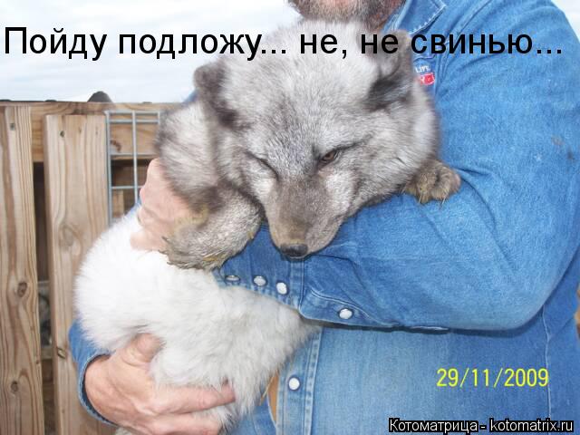 Котоматрица: Пойду подложу... не, не свинью...