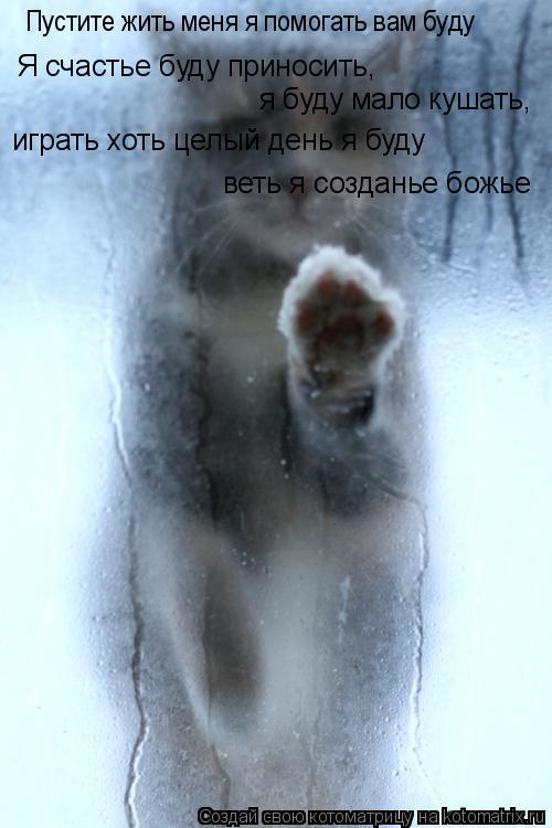 Котоматрица: Пустите жить меня я помогать вам буду Я счастье буду приносить, я буду мало кушать, играть хоть целый день я буду веть я созданье божье