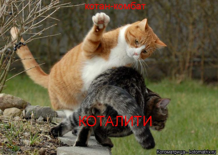 Котоматрица: котан-комбат КОТАЛИТИ