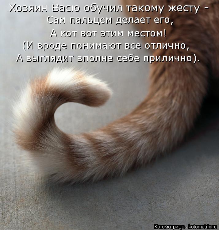 Котоматрица: Хозяин Васю обучил такому жесту - Сам пальцем делает его, А кот вот этим местом! (И вроде понимают все отлично, А выглядит вполне себе приличн