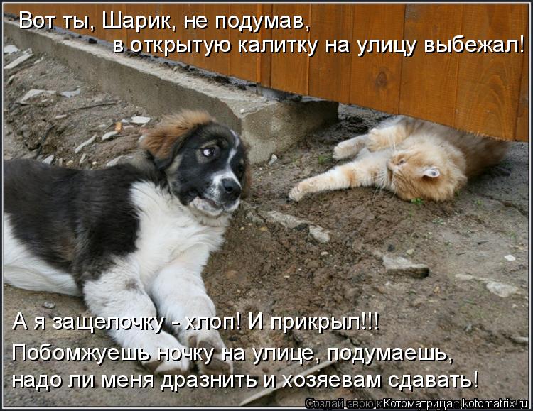 Котоматрица: Вот ты, Шарик, не подумав,  в открытую калитку на улицу выбежал! А я защелочку - хлоп! И прикрыл!!! Побомжуешь ночку на улице, подумаешь, надо ли 