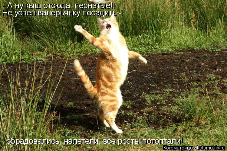 - А ну кыш отсюда, пернатые!! Не успел валерьянку посадить - обрадовались, налетели, все росты потопт... Котоматрица: - А ну кыш отсюда, пернатые!! Не успел валерьянку посадить - обрадовались, налетели, все росты потоптали!...