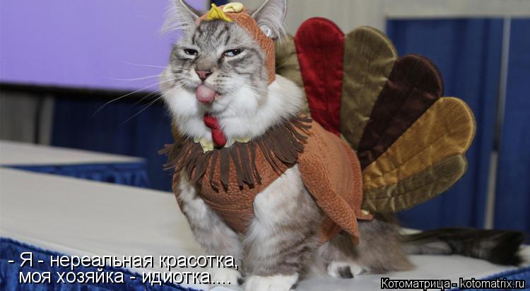 Котоматрица: - Я - нереальная красотка, моя хозяйка - идиотка....