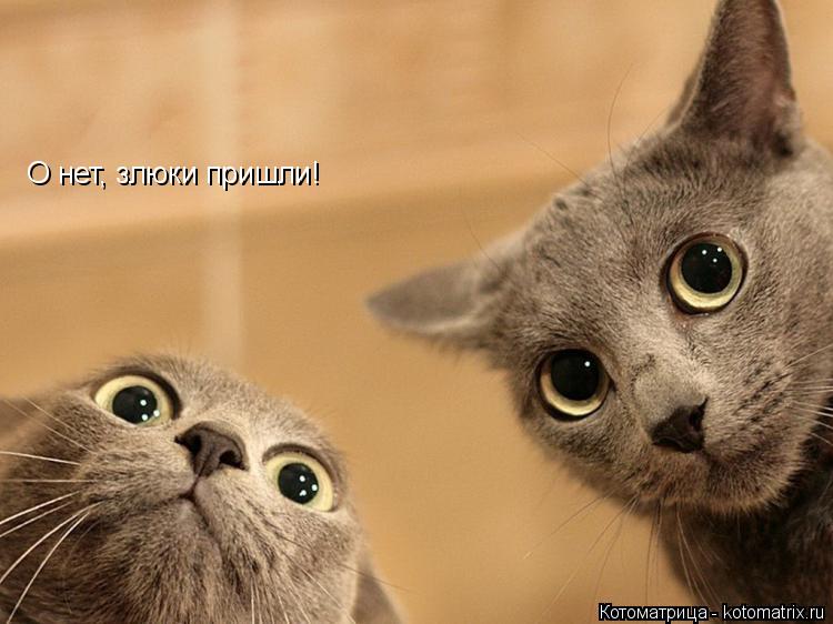 Котоматрица: О нет, злюки пришли!