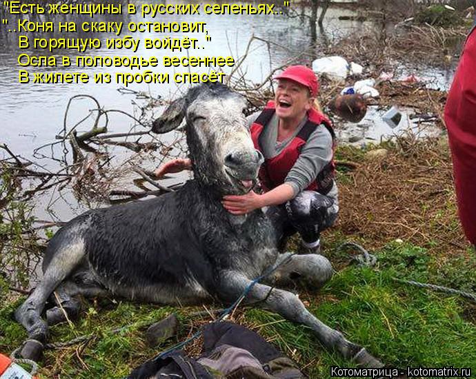 Котоматрица: "Есть женщины в русских селеньях.." "..Коня на скаку остановит, Осла в половодье весеннее  В горящую избу войдёт.." В жилете из пробки спасёт