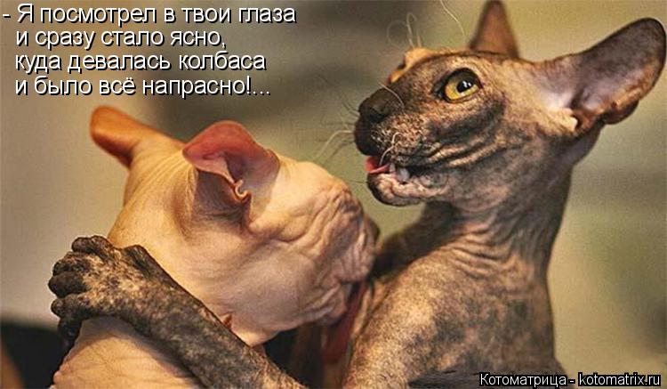 - Я посмотрел в твои глаза и сразу стало ясно, куда девалась колбаса и было всё напрасно!...... Котоматрица: - Я посмотрел в твои глаза и сразу стало ясно, куда девалась колбаса и было всё напрасно!...