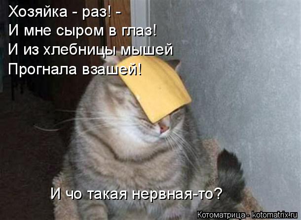 Котоматрица: Хозяйка - раз! - И мне сыром в глаз! И из хлебницы мышей Прогнала взашей! И чо такая нервная-то?