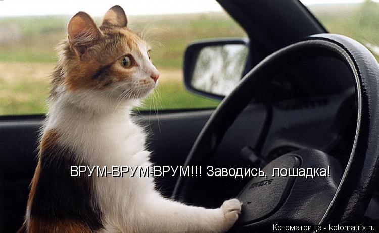 ВРУМ-ВРУМ-ВРУМ!!! Заводись, лошадка!... Котоматрица: ВРУМ-ВРУМ-ВРУМ!!! Заводись, лошадка!