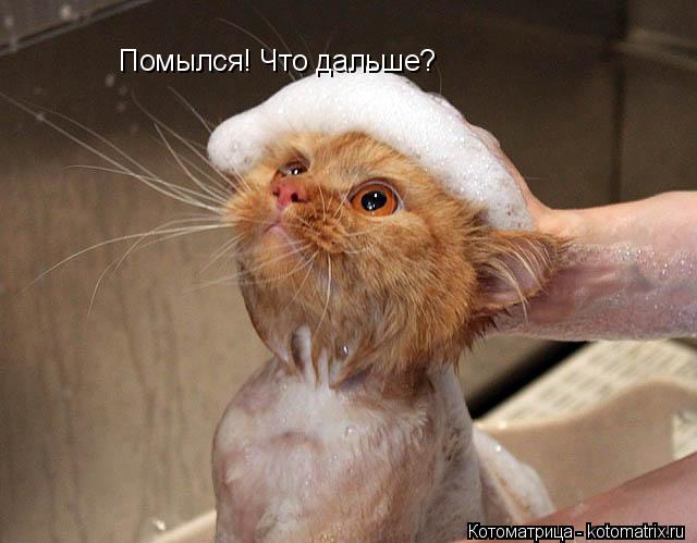 Котоматрица: Помылся! Что дальше?