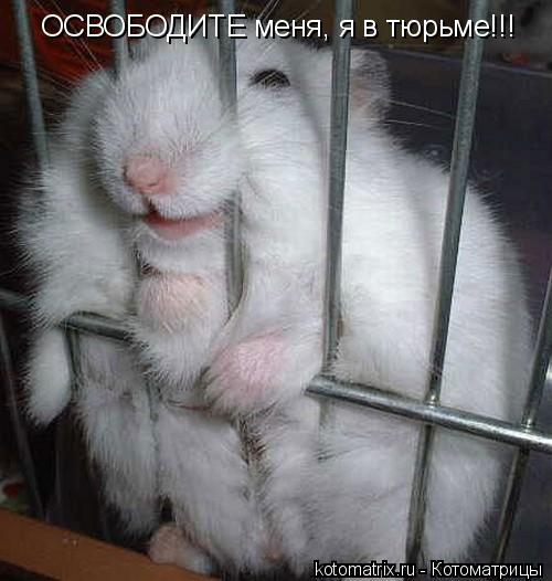 Котоматрица: ОСВОБОДИТЕ меня, я в тюрьме!!!