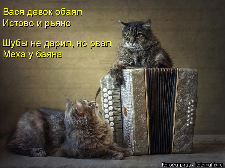 Котоматрица: Меха у баяна Вася девок обаял Истово и рьяно Шубы не дарил, но рвал