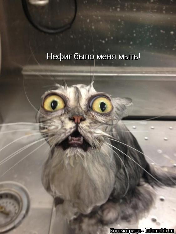 Котоматрица: Нефиг было меня мыть!