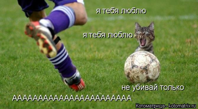Котоматрица: ААААААААААААААААААААААА я тебя люблю я тебя люблю не убивай только