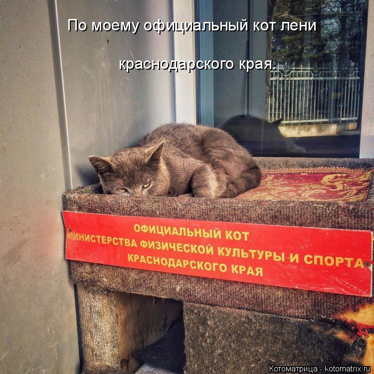 Котоматрица: По моему официальный кот лени  краснодарского края.