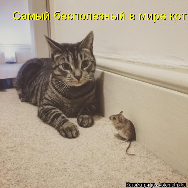 Котоматрица: Самый бесполезный в мире кот!