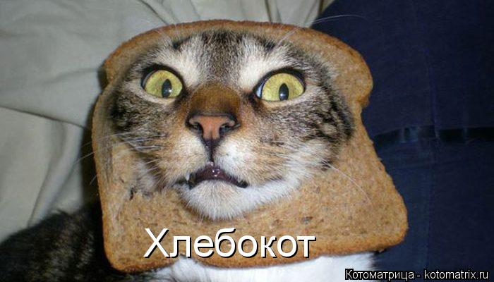 Котоматрица: Хлебокот