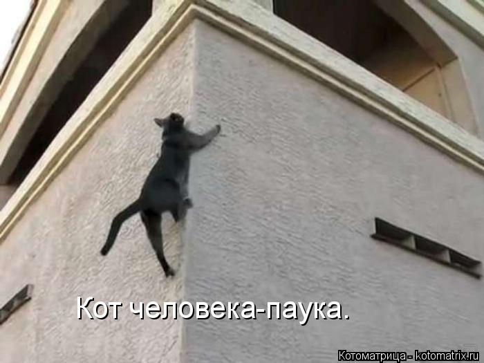 Котоматрица: Кот человека-паука.