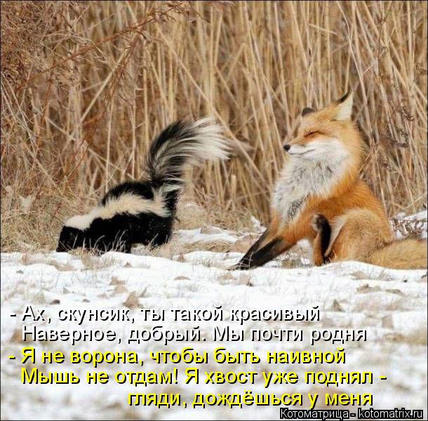 Котоматрица: Мышь не отдам! Я хвост уже поднял - - Я не ворона, чтобы быть наивной  Наверное, добрый. Мы почти родня - Ах, скунсик, ты такой красивый гляди, до