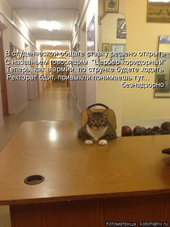 Котоматрица: В студенческой общаге ставку решено открыть  С названьем говорящим  "Цербер коридорный"  Теперь, как в армии, по струнке будете ходить Ректо
