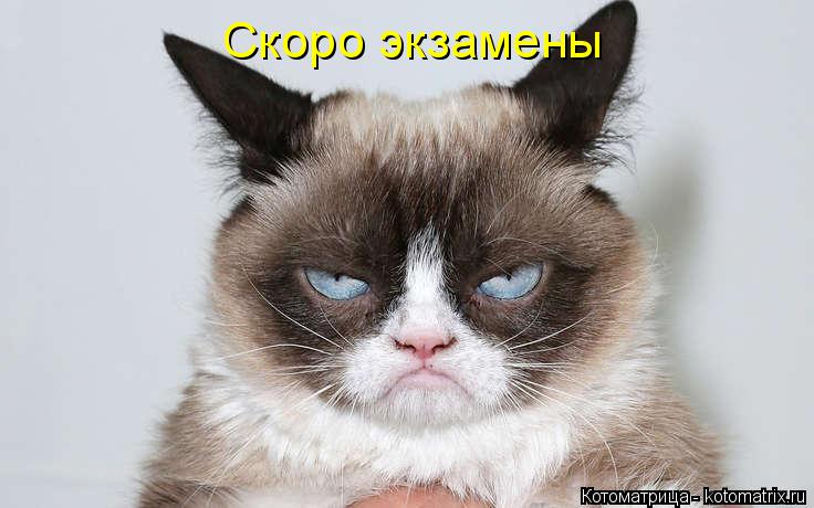 Котоматрица: Скоро экзамены