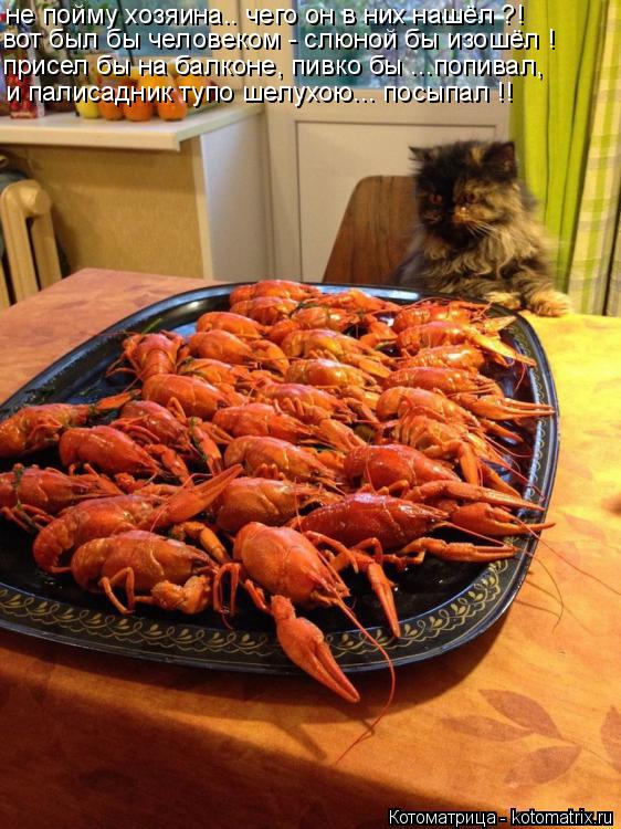 Котоматрица: не пойму хозяина.. чего он в них нашёл ?! вот был бы человеком - слюной бы изошёл ! присел бы на балконе, пивко бы ...попивал, и палисадник тупо ше