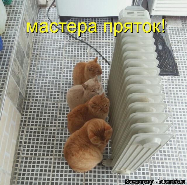 Котоматрица: мастера пряток!