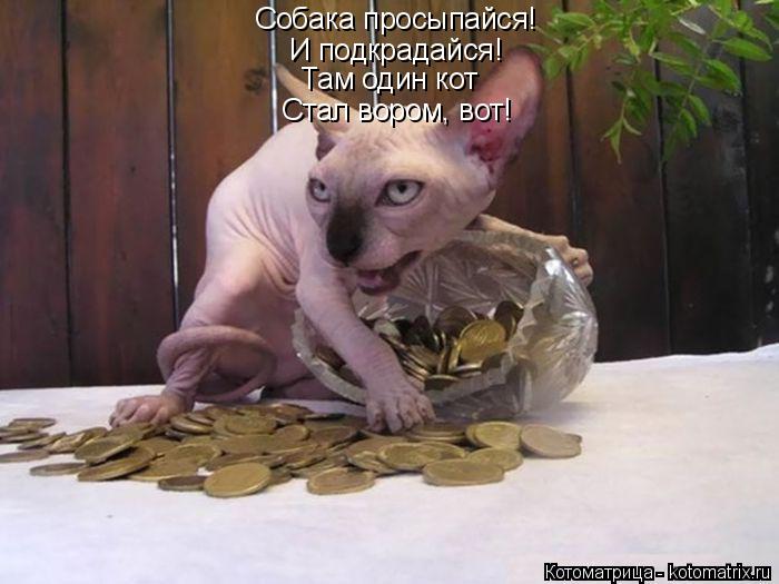 Котоматрица: Собака просыпайся! И подкрадайся! Там один кот Стал вором, вот!