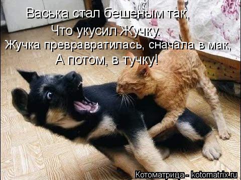 Котоматрица: Васька стал бешеным так, Что укусил Жучку. Жучка превравратилась, сначала в мак, А потом, в тучку!