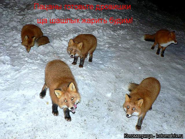 Котоматрица: Пацаны готовьте дровишки ща шашлык жарить будим!