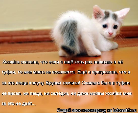 Котоматрица: Хозяйка сказала, что если я ещё хоть раз написаю в её  туфли, то мне мало не покажется. Ещё и пригрозила, что я  за это леща получу. Врунья хозя