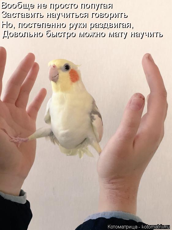 Котоматрица: Вообще не просто попугая Заставить научиться говорить Но, постепенно руки раздвигая,  Довольно быстро можно мату научить