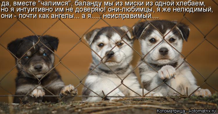 Котоматрица: да, вместе "чалимся", баланду мы из миски из одной хлебаем, но я интуитивно им не доверяю! они-любимцы, я же нелюдимый, они - почти как ангелы... 