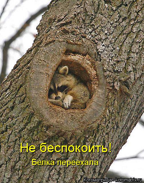 Не беспокоить! Белка переехала... Котоматрица: Не беспокоить! Белка переехала