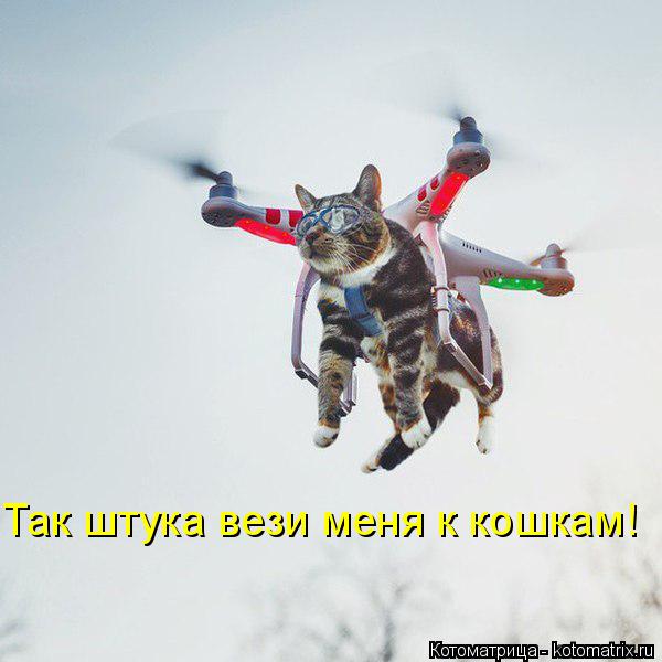Котоматрица: Так штука вези меня к кошкам!