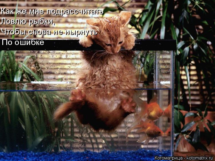 Котоматрица: Чтобы снова не нырнуть  Ловлю рыбки,  Как же мне подрассчитать    По ошибке