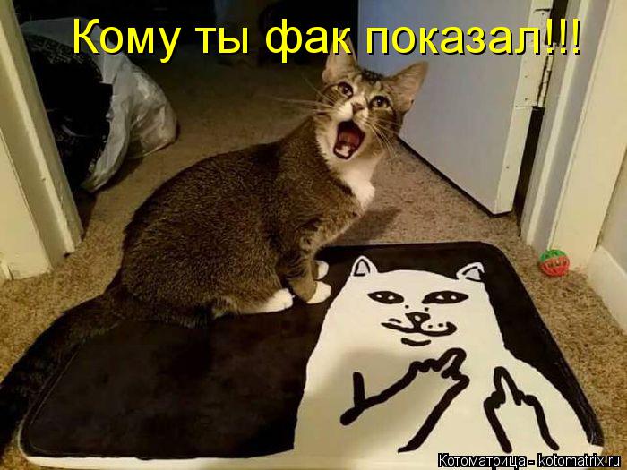Котоматрица: Кому ты фак показал!!!