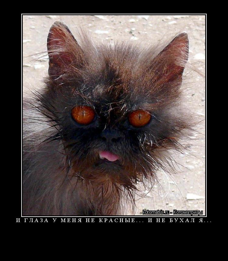 Котоматрица: И ГЛАЗА У МЕНЯ НЕ КРАСНЫЕ... И НЕ БУХАЛ Я... 