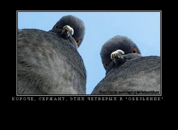 Котоматрица: КОРОЧЕ, СЕРЖАНТ, ЭТИХ ЧЕТВЕРЫХ В "ОБЕЗЬЯНИК". 
