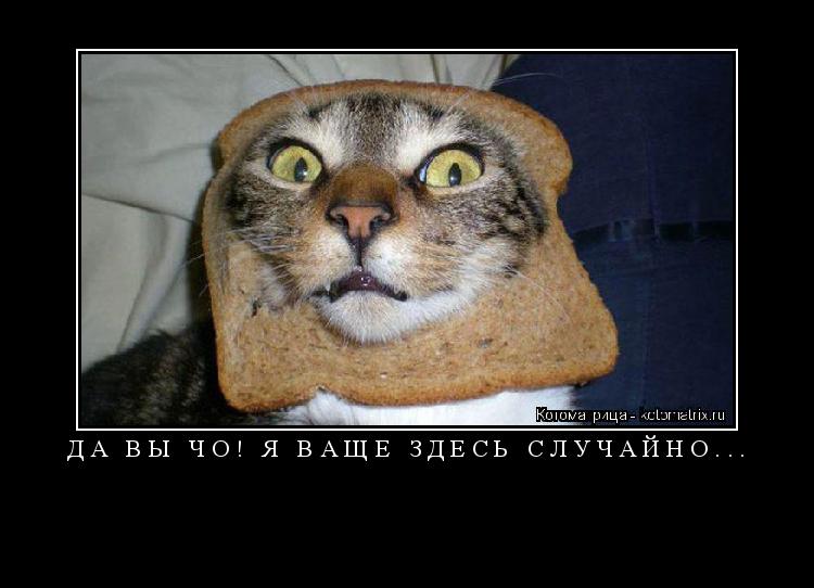 Котоматрица: ДА ВЫ ЧО! Я ВАЩЕ ЗДЕСЬ СЛУЧАЙНО... 
