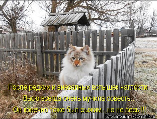 Котоматрица: Он конечно тоже был рыжим...но не весь !!! После редких и внезапных вспышек наглости Васю всегда очень мучила совесть...