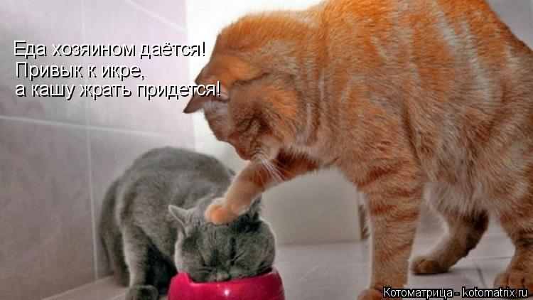 Котоматрица: Еда хозяином даётся!  Привык к икре,  а кашу жрать придется!