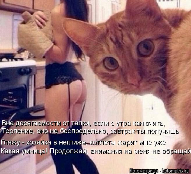 Котоматрица: Терпение, оно не беспредельно, завтрак ты получишь   Какая умница! Продолжай, внимания на меня не обращай  Гляжу - хозяйка в неглиже, котлеты 