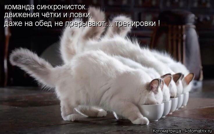 Котоматрица: команда синхронисток.. движения чётки и ловки, даже на обед не прерывают.... тренировки !