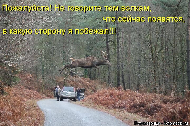 Котоматрица: Пожалуйста! Не говорите тем волкам,  что сейчас появятся, в какую сторону я побежал!!!