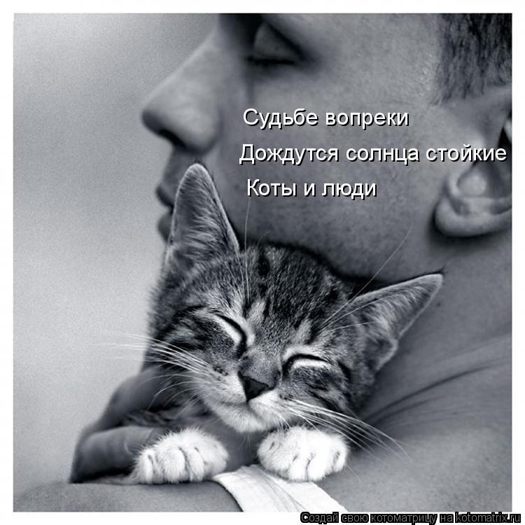 Котоматрица: Дождутся солнца стойкие Коты и люди Судьбе вопреки