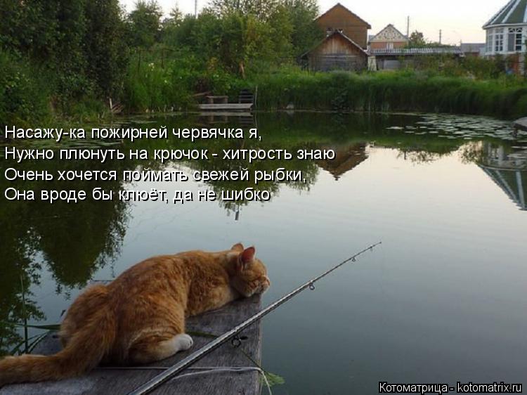 Котоматрица: Насажу-ка пожирней червячка я, Нужно плюнуть на крючок - хитрость знаю    Очень хочется поймать свежей рыбки, Она вроде бы клюёт, да не шибко