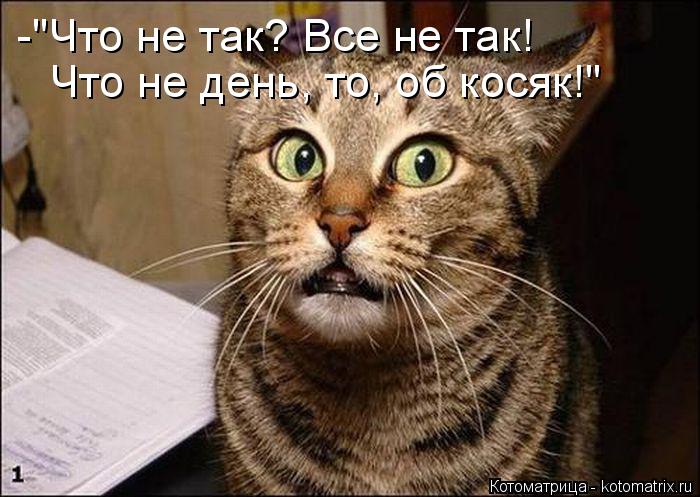 Котоматрица: -"Что не так? Все не так!  Что не день, то, об косяк!"